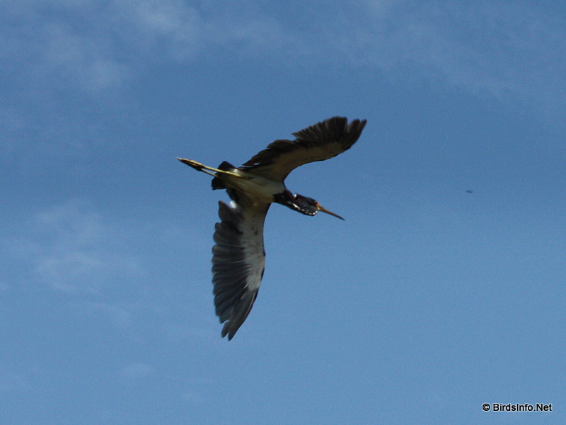 Tricolored Heron